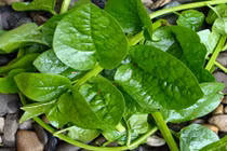 Bạn đã biết cách dưỡng trắng da bằng rau mồng tơi chưa?