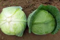 Điểm danh những thực phẩm không nên mua dạng hữu cơ