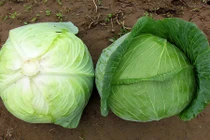 Điểm danh những thực phẩm không nên mua dạng hữu cơ