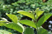 Mẹo trị ê buốt răng từ nguyên liệu thiên nhiên, đơn giản mà cực kỳ hiệu quả 