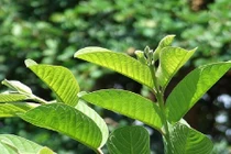 Mẹo trị ê buốt răng từ nguyên liệu thiên nhiên, đơn giản mà cực kỳ hiệu quả 