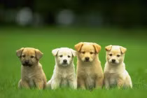 Khám phá cách loài chó đánh hơi phát hiện ung thư