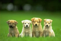 Khám phá cách loài chó đánh hơi phát hiện ung thư