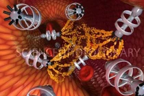 Siêu vi khuẩn giúp điều trị ung thư không cần phẫu thuật