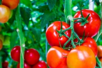 Những yếu tố hàng đầu gây ung thư tuyến tiền liệt