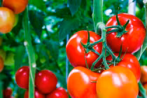 Những yếu tố hàng đầu gây ung thư tuyến tiền liệt