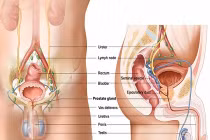 Vitamin E tăng gấp đôi nguy cơ ung thư tiền liệt tuyến