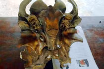 Hộp sọ “Ngưu ma vương” được tìm thấy dưới ao