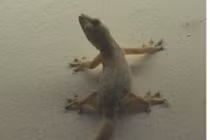 Lý giải nguyên nhân thằn lằn mọc lại đuôi 