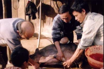 Những mối nguy tiềm ẩn trong thịt lợn 