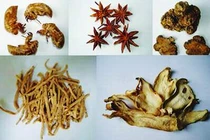 Chữa rối loạn tiêu hóa bằng dược liệu thiên nhiên