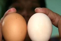Trứng gà ta không an toàn bằng trứng gà công nghiệp?