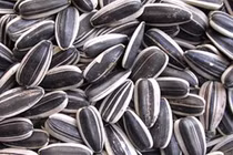 Ngoài teo não, hạt hướng dương còn có tác hại nào?
