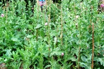 Trồng 92 cây thuốc phiện để làm thuốc trị bệnh cho vợ