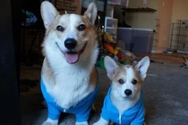 Anh em nhà chó đáng yêu nổi tiếng trên mạng