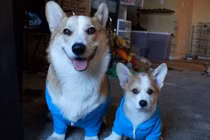 Anh em nhà chó đáng yêu nổi tiếng trên mạng