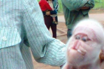 Xôn xao lợn mặt khỉ ở Hòa Bình