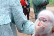 Xôn xao lợn mặt khỉ ở Hòa Bình