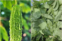 Ăn rau ngót, mướp đắng mất an toàn nhất