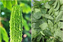 Ăn rau ngót, mướp đắng mất an toàn nhất