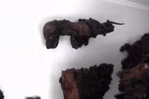 Hãi hùng đồ ăn nhanh mốc xanh, mùi thối, có giòi và chuột