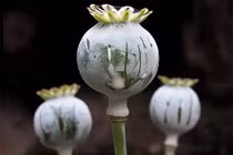 Những loại hoa đẹp mang chất độc chết người