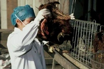 Vì sao Trung Quốc trở thành “ổ dịch”cúm gia cầm? 