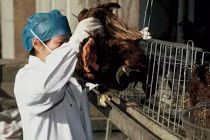 Vì sao Trung Quốc trở thành “ổ dịch”cúm gia cầm? 