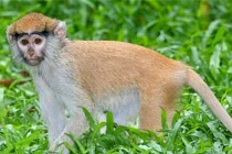 Vào tù vì đột nhập vườn thú đánh khỉ đến chết