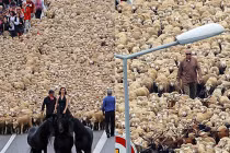 3.000 con cừu dạo chơi trong “kinh đô văn hóa” Marseille