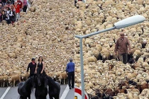 3.000 con cừu dạo chơi trong “kinh đô văn hóa” Marseille