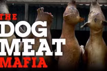 Loạt ảnh “mafia thịt chó” Thái-Việt gây sốc dư luận