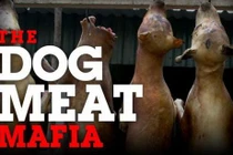 Loạt ảnh “mafia thịt chó” Thái-Việt gây sốc dư luận