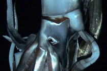 Quái mực “khổng lồ” xuất hiện ở Thái Bình Dương