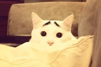 Chú mèo nổi tiếng thế giới vì đôi lông mày cực dị