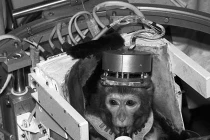 Iran lại lên kế hoạch đưa khỉ đi “du lịch” vũ trụ