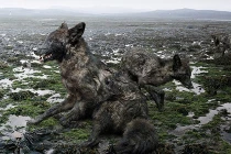 Chùm ảnh muôn loài trong thảm họa môi trường