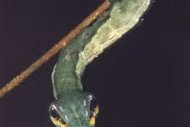 “Quái sâu” giống rắn đến kinh ngạc