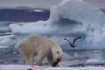Những màn săn mồi “tuyệt kỹ” của gấu Bắc Cực