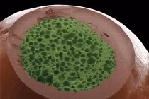 Thế giới đồ ăn “biến hình” kỳ quái dưới kính hiển vi