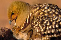 Những “ông bố động vật” kỳ lạ nhất hành tinh