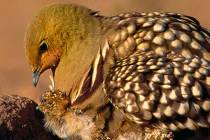 Những “ông bố động vật” kỳ lạ nhất hành tinh