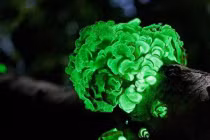 Top 15 hiện tượng thiên nhiên kỳ lạ (1)