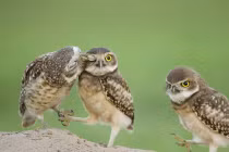 Những bức ảnh siêu hài của động vật (P11)