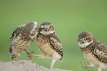 Những bức ảnh siêu hài của động vật (P11)