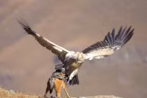 Cận cảnh kền kền quyết chiến chó rừng