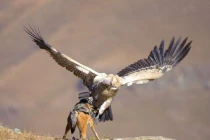 Cận cảnh kền kền quyết chiến chó rừng