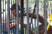 Cận cảnh đười ươi “thành tinh” trộm cắp siêu đẳng