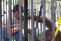 Cận cảnh đười ươi “thành tinh” trộm cắp siêu đẳng