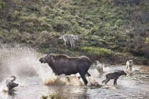 Kinh hoàng trận chiến giữa nai mẹ và bầy sói dữ